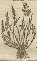 Picture 6 of 47 from Caspari Bauhini ... Theatri botanici, sive, Historiae plantarum : ex veterum et recentiorum placitis propriaq. observatione concinnatae / liber primus editus opera et cura Io. Casp. Bauhini. (1658), leaf 27