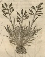 Picture 7 of 47 from Caspari Bauhini ... Theatri botanici, sive, Historiae plantarum : ex veterum et recentiorum placitis propriaq. observatione concinnatae / liber primus editus opera et cura Io. Casp. Bauhini. (1658), leaf 27