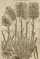 Picture 8 of 47 from Caspari Bauhini ... Theatri botanici, sive, Historiae plantarum : ex veterum et recentiorum placitis propriaq. observatione concinnatae / liber primus editus opera et cura Io. Casp. Bauhini. (1658), leaf 27
