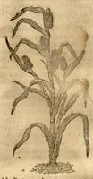 An illustration from Caspari Bauhini ... Theatri botanici, sive, Historiae plantarum : ex veterum et recentiorum placitis propriaq. observatione concinnatae / liber primus editus opera et cura Io. Casp. Bauhini. (1658)