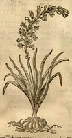 An illustration from Caspari Bauhini ... Theatri botanici, sive, Historiae plantarum : ex veterum et recentiorum placitis propriaq. observatione concinnatae / liber primus editus opera et cura Io. Casp. Bauhini. (1658)