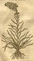 Picture 40 of 47 from Caspari Bauhini ... Theatri botanici, sive, Historiae plantarum : ex veterum et recentiorum placitis propriaq. observatione concinnatae / liber primus editus opera et cura Io. Casp. Bauhini. (1658), leaf 286
