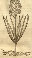 Picture 41 of 47 from Caspari Bauhini ... Theatri botanici, sive, Historiae plantarum : ex veterum et recentiorum placitis propriaq. observatione concinnatae / liber primus editus opera et cura Io. Casp. Bauhini. (1658), leaf 289