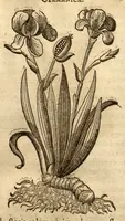 An illustration from Caspari Bauhini ... Theatri botanici, sive, Historiae plantarum : ex veterum et recentiorum placitis propriaq. observatione concinnatae / liber primus editus opera et cura Io. Casp. Bauhini. (1658)