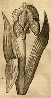 An illustration from Caspari Bauhini ... Theatri botanici, sive, Historiae plantarum : ex veterum et recentiorum placitis propriaq. observatione concinnatae / liber primus editus opera et cura Io. Casp. Bauhini. (1658)