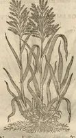 Picture 9 of 47 from Caspari Bauhini ... Theatri botanici, sive, Historiae plantarum : ex veterum et recentiorum placitis propriaq. observatione concinnatae / liber primus editus opera et cura Io. Casp. Bauhini. (1658), leaf 31