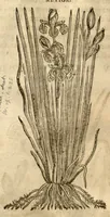 Picture 44 of 47 from Caspari Bauhini ... Theatri botanici, sive, Historiae plantarum : ex veterum et recentiorum placitis propriaq. observatione concinnatae / liber primus editus opera et cura Io. Casp. Bauhini. (1658), leaf 310