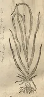 An illustration from Caspari Bauhini ... Theatri botanici, sive, Historiae plantarum : ex veterum et recentiorum placitis propriaq. observatione concinnatae / liber primus editus opera et cura Io. Casp. Bauhini. (1658)