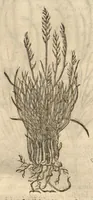Picture 11 of 47 from Caspari Bauhini ... Theatri botanici, sive, Historiae plantarum : ex veterum et recentiorum placitis propriaq. observatione concinnatae / liber primus editus opera et cura Io. Casp. Bauhini. (1658), leaf 46