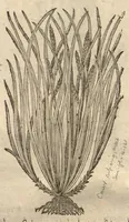 Picture 12 of 47 from Caspari Bauhini ... Theatri botanici, sive, Historiae plantarum : ex veterum et recentiorum placitis propriaq. observatione concinnatae / liber primus editus opera et cura Io. Casp. Bauhini. (1658), leaf 53