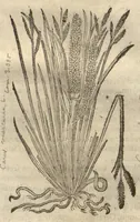 Picture 13 of 47 from Caspari Bauhini ... Theatri botanici, sive, Historiae plantarum : ex veterum et recentiorum placitis propriaq. observatione concinnatae / liber primus editus opera et cura Io. Casp. Bauhini. (1658), leaf 53