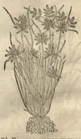 An illustration from Caspari Bauhini ... Theatri botanici, sive, Historiae plantarum : ex veterum et recentiorum placitis propriaq. observatione concinnatae / liber primus editus opera et cura Io. Casp. Bauhini. (1658)