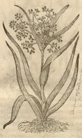 Picture 15 of 47 from Caspari Bauhini ... Theatri botanici, sive, Historiae plantarum : ex veterum et recentiorum placitis propriaq. observatione concinnatae / liber primus editus opera et cura Io. Casp. Bauhini. (1658), leaf 56