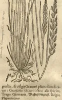 An illustration from Caspari Bauhini ... Theatri botanici, sive, Historiae plantarum : ex veterum et recentiorum placitis propriaq. observatione concinnatae / liber primus editus opera et cura Io. Casp. Bauhini. (1658)