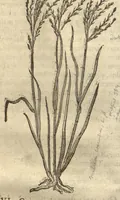 Picture 17 of 47 from Caspari Bauhini ... Theatri botanici, sive, Historiae plantarum : ex veterum et recentiorum placitis propriaq. observatione concinnatae / liber primus editus opera et cura Io. Casp. Bauhini. (1658), leaf 59