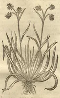 Picture 18 of 47 from Caspari Bauhini ... Theatri botanici, sive, Historiae plantarum : ex veterum et recentiorum placitis propriaq. observatione concinnatae / liber primus editus opera et cura Io. Casp. Bauhini. (1658), leaf 63