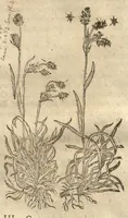 Picture 19 of 47 from Caspari Bauhini ... Theatri botanici, sive, Historiae plantarum : ex veterum et recentiorum placitis propriaq. observatione concinnatae / liber primus editus opera et cura Io. Casp. Bauhini. (1658), leaf 63