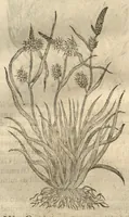 An illustration from Caspari Bauhini ... Theatri botanici, sive, Historiae plantarum : ex veterum et recentiorum placitis propriaq. observatione concinnatae / liber primus editus opera et cura Io. Casp. Bauhini. (1658)