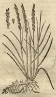 Picture 21 of 47 from Caspari Bauhini ... Theatri botanici, sive, Historiae plantarum : ex veterum et recentiorum placitis propriaq. observatione concinnatae / liber primus editus opera et cura Io. Casp. Bauhini. (1658), leaf 77