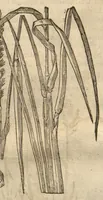 An illustration from Caspari Bauhini ... Theatri botanici, sive, Historiae plantarum : ex veterum et recentiorum placitis propriaq. observatione concinnatae / liber primus editus opera et cura Io. Casp. Bauhini. (1658)
