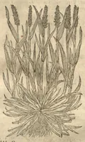 Picture 23 of 47 from Caspari Bauhini ... Theatri botanici, sive, Historiae plantarum : ex veterum et recentiorum placitis propriaq. observatione concinnatae / liber primus editus opera et cura Io. Casp. Bauhini. (1658), leaf 80