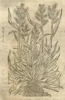 Picture 24 of 47 from Caspari Bauhini ... Theatri botanici, sive, Historiae plantarum : ex veterum et recentiorum placitis propriaq. observatione concinnatae / liber primus editus opera et cura Io. Casp. Bauhini. (1658), leaf 80