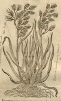 An illustration from Caspari Bauhini ... Theatri botanici, sive, Historiae plantarum : ex veterum et recentiorum placitis propriaq. observatione concinnatae / liber primus editus opera et cura Io. Casp. Bauhini. (1658)
