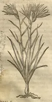 An illustration from Caspari Bauhini ... Theatri botanici, sive, Historiae plantarum : ex veterum et recentiorum placitis propriaq. observatione concinnatae / liber primus editus opera et cura Io. Casp. Bauhini. (1658)