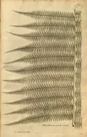 An illustration from Description des plantes de l'Amerique ?avec leurs figures /par le R.P. Charles Plumier, religieux minime. (1693)