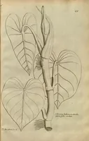Picture 3 of 10 from Description des plantes de l'Amerique ?avec leurs figures /par le R.P. Charles Plumier, religieux minime. (1693), leaf 165