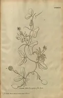 An illustration from Description des plantes de l'Amerique ?avec leurs figures /par le R.P. Charles Plumier, religieux minime. (1693)