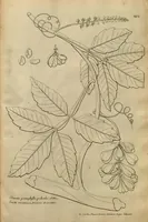 An illustration from Description des plantes de l'Amerique ?avec leurs figures /par le R.P. Charles Plumier, religieux minime. (1693)