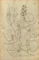 An illustration from Description des plantes de l'Amerique ?avec leurs figures /par le R.P. Charles Plumier, religieux minime. (1693)