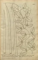 An illustration from Description des plantes de l'Amerique ?avec leurs figures /par le R.P. Charles Plumier, religieux minime. (1693)