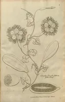 An illustration from Description des plantes de l'Amerique ?avec leurs figures /par le R.P. Charles Plumier, religieux minime. (1693)