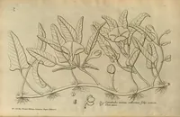 An illustration from Description des plantes de l'Amerique ?avec leurs figures /par le R.P. Charles Plumier, religieux minime. (1693)