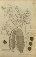An illustration from Description des plantes de l'Amerique ?avec leurs figures /par le R.P. Charles Plumier, religieux minime. (1693)