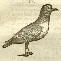 An illustration from Gulielmi Pisonis ... De Indiae utriusque re naturali et medica libri quatuordecim ?quorum contenta pagina sequens exhibet. (1658)