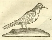 Picture 15 of 49 from Gulielmi Pisonis ... De Indiae utriusque re naturali et medica libri quatuordecim ?quorum contenta pagina sequens exhibet. (1658), leaf 117