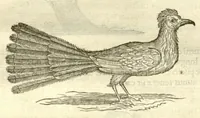 Picture 16 of 49 from Gulielmi Pisonis ... De Indiae utriusque re naturali et medica libri quatuordecim ?quorum contenta pagina sequens exhibet. (1658), leaf 117