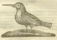 Picture 17 of 49 from Gulielmi Pisonis ... De Indiae utriusque re naturali et medica libri quatuordecim ?quorum contenta pagina sequens exhibet. (1658), leaf 117