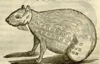 Picture 19 of 49 from Gulielmi Pisonis ... De Indiae utriusque re naturali et medica libri quatuordecim ?quorum contenta pagina sequens exhibet. (1658), leaf 123