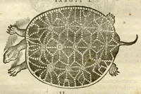 An illustration from Gulielmi Pisonis ... De Indiae utriusque re naturali et medica libri quatuordecim ?quorum contenta pagina sequens exhibet. (1658)