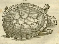Picture 21 of 49 from Gulielmi Pisonis ... De Indiae utriusque re naturali et medica libri quatuordecim ?quorum contenta pagina sequens exhibet. (1658), leaf 127