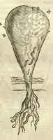 Picture 22 of 49 from Gulielmi Pisonis ... De Indiae utriusque re naturali et medica libri quatuordecim ?quorum contenta pagina sequens exhibet. (1658), leaf 135