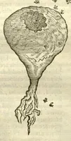 An illustration from Gulielmi Pisonis ... De Indiae utriusque re naturali et medica libri quatuordecim ?quorum contenta pagina sequens exhibet. (1658)