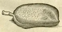 Picture 24 of 49 from Gulielmi Pisonis ... De Indiae utriusque re naturali et medica libri quatuordecim ?quorum contenta pagina sequens exhibet. (1658), leaf 145