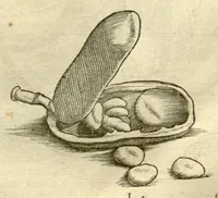 Picture 25 of 49 from Gulielmi Pisonis ... De Indiae utriusque re naturali et medica libri quatuordecim ?quorum contenta pagina sequens exhibet. (1658), leaf 145