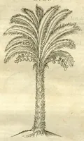 Picture 26 of 49 from Gulielmi Pisonis ... De Indiae utriusque re naturali et medica libri quatuordecim ?quorum contenta pagina sequens exhibet. (1658), leaf 151