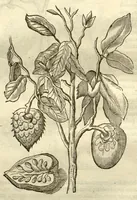 Picture 27 of 49 from Gulielmi Pisonis ... De Indiae utriusque re naturali et medica libri quatuordecim ?quorum contenta pagina sequens exhibet. (1658), leaf 164